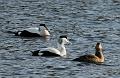 Ærfugl - Common eider (Somateria mollissima) 